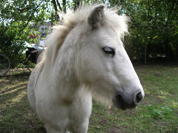 Paard Mickey.JPG